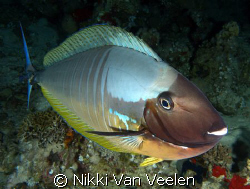 Surgeonfish inspecting my camera. Taken on a night dive a... by Nikki Van Veelen 